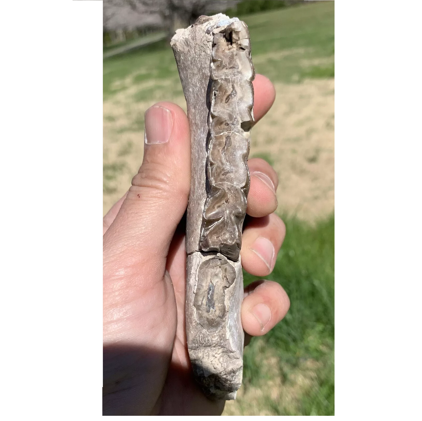 Large Rhino Lower Jaw, Subhyracodon, Brule Formation, Nebraska