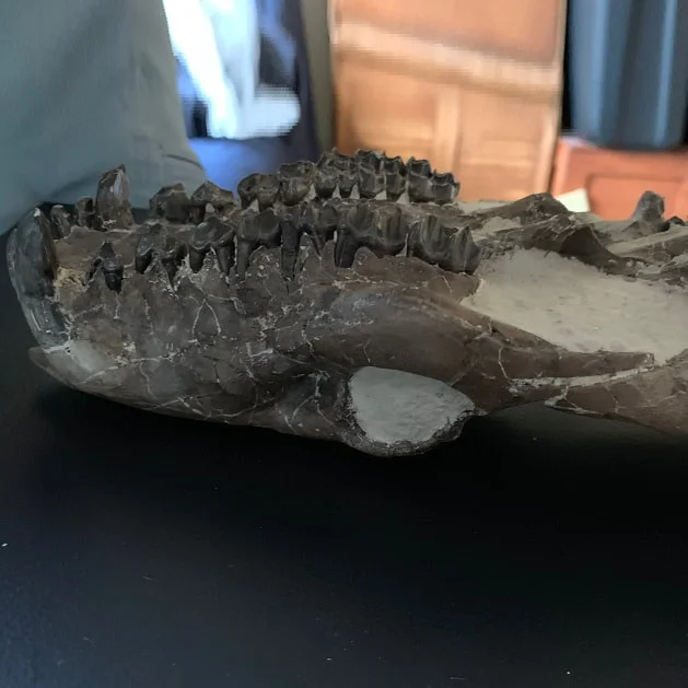 Oreodont skull