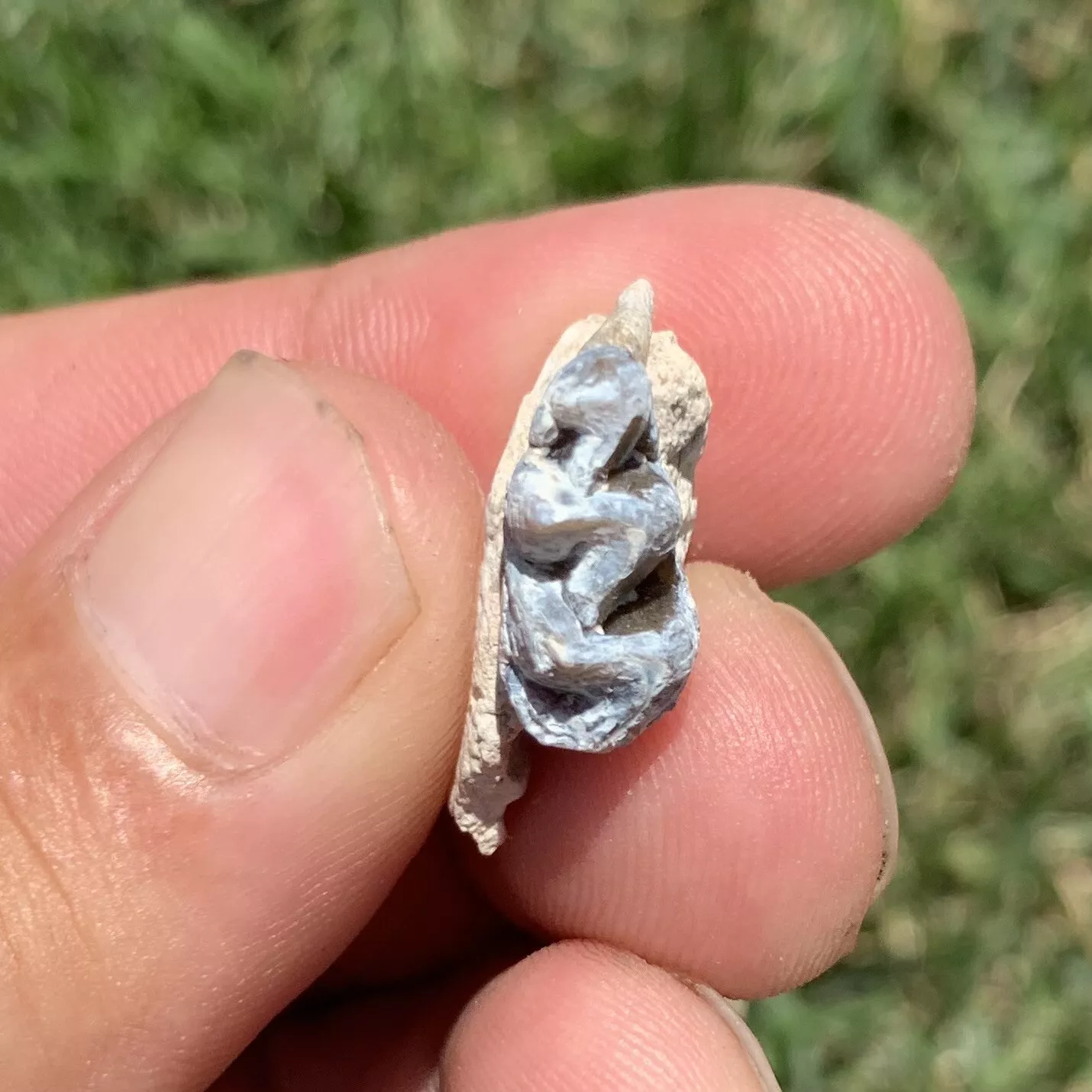 Fossil Horse Jaw With Tooth, Mesohippus,