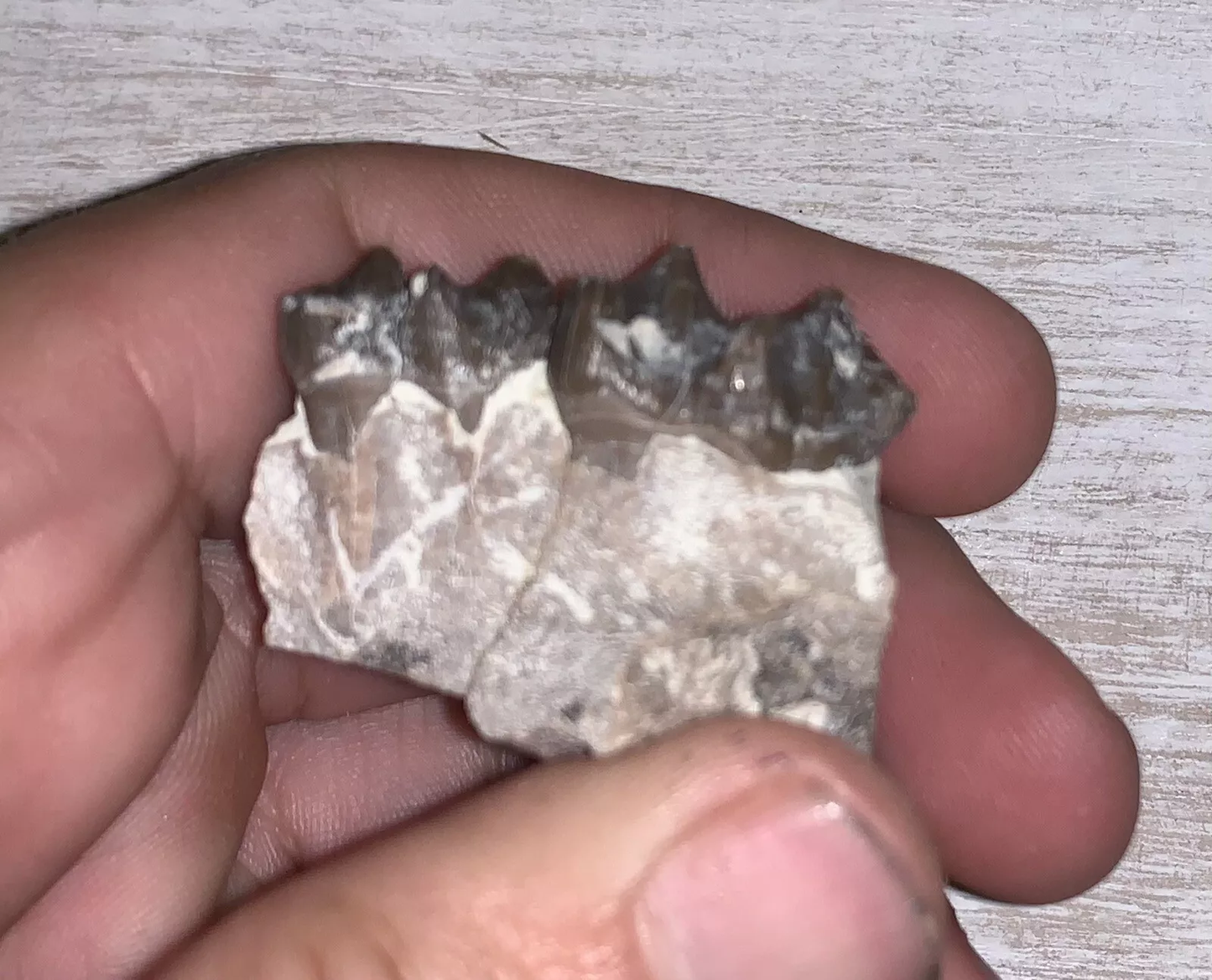 Fossil Oreodont Upper Palate Section With Tooth