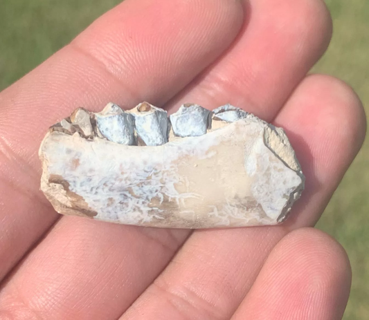 Camel Jaw Section With Teeth, Poebrotherium