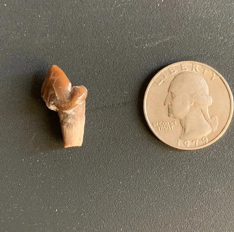 Molar tooth from a Nimravid(saber tooth cat), Most likely Dinictis