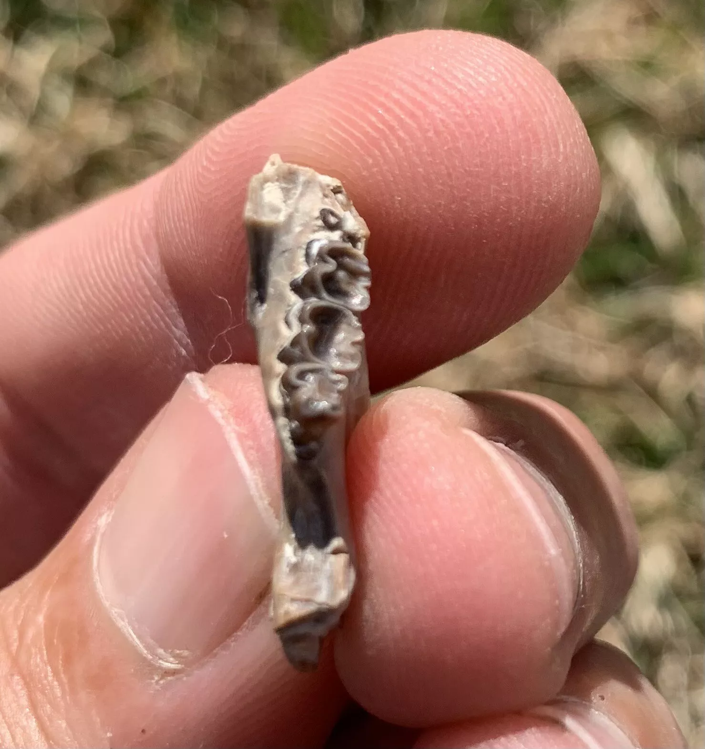 Fossil Squirrel Jaw, Ischyromys