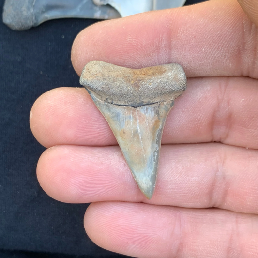 1.5” Carcharodon hastalis - Virginia