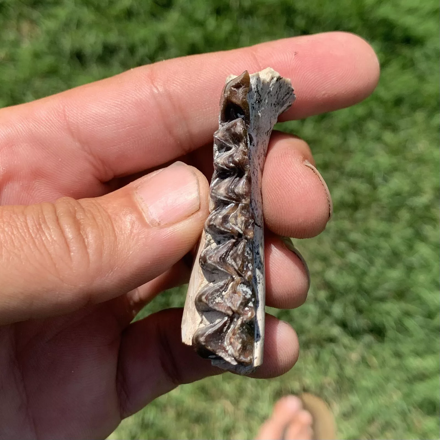 Fossil Oreodont Jaw