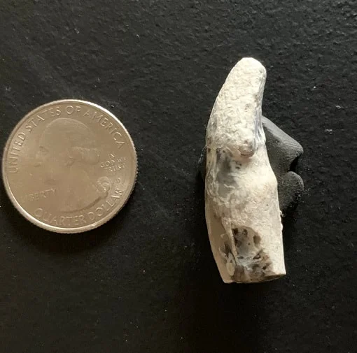 Archaeotherium Incisor Tooth