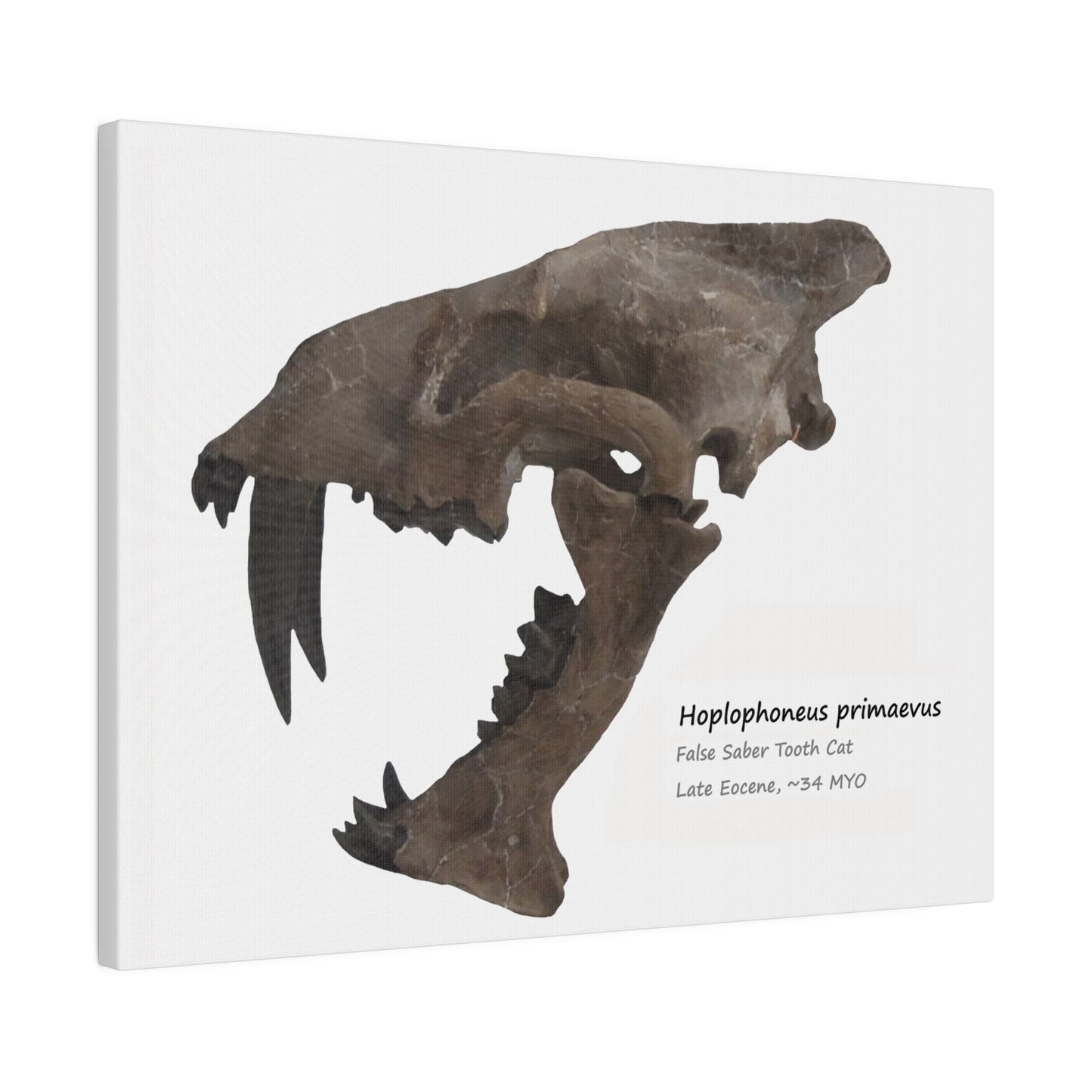 Hoplophoneus Primaevus Saber Cat  Canvas Print Wall Art Décor