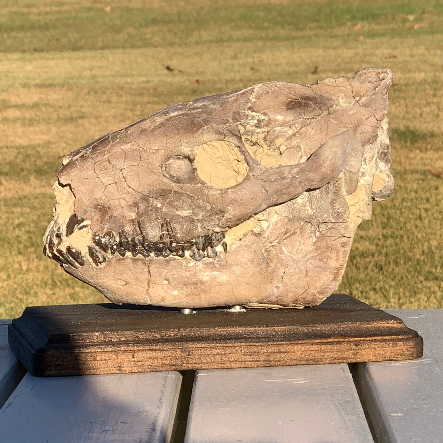 Chocolate Fossil Oreodont Skull, Merycoidodon culbertsoni, White River Badlands