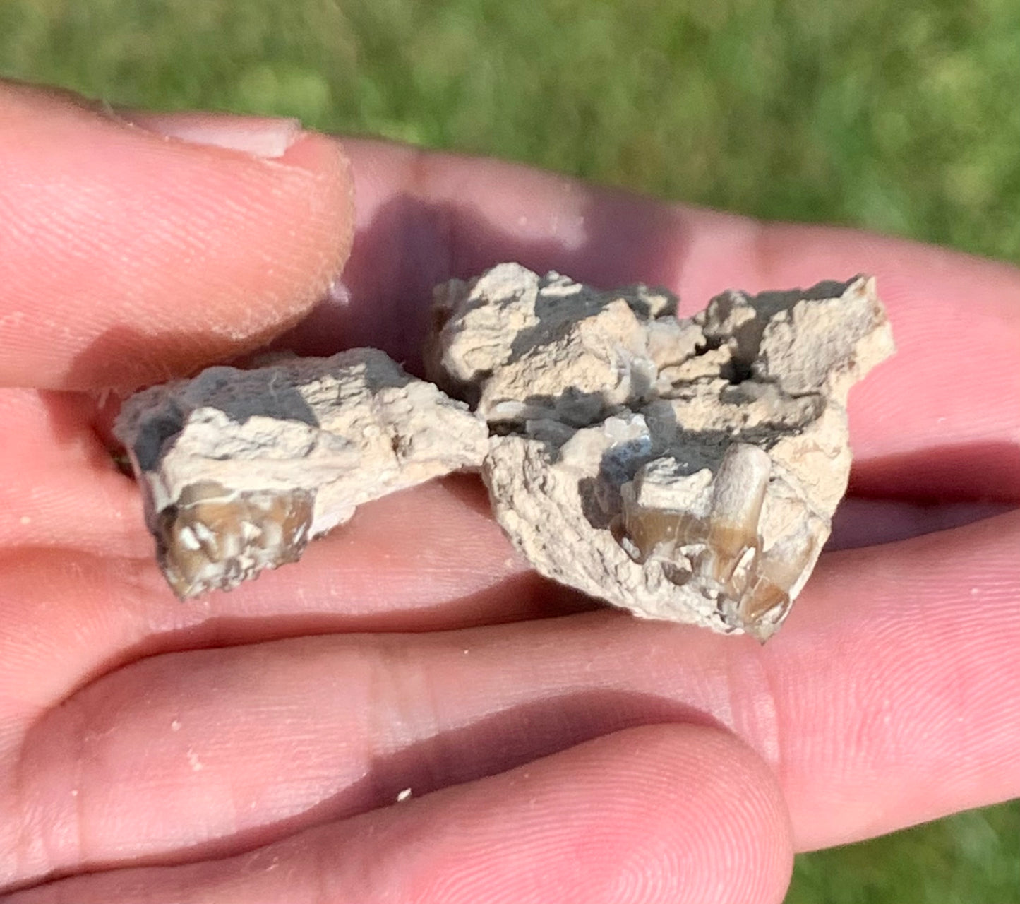 Fossil deer, leptomeryx, upper palate and partial lower jaw