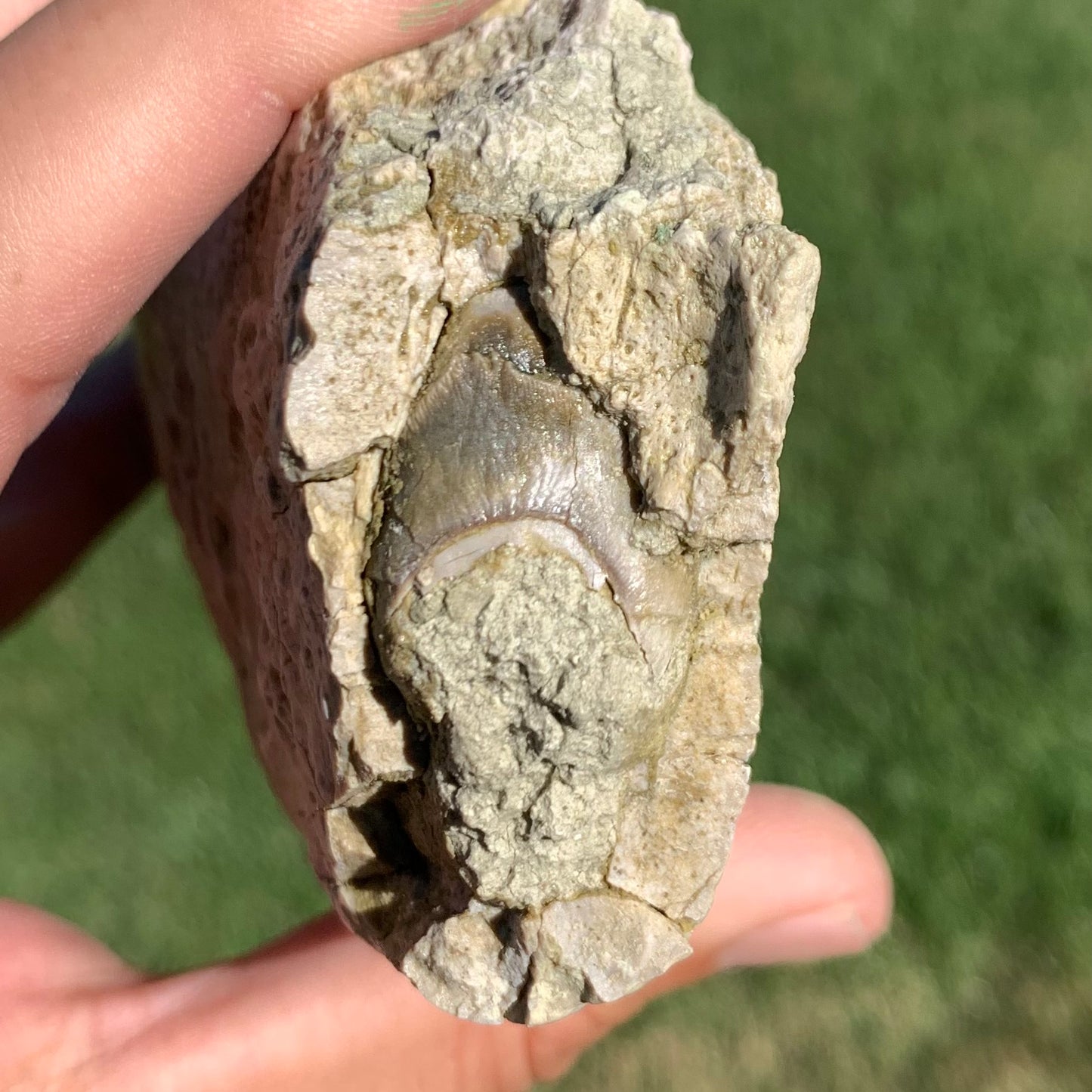 Subhyracodon rhino jaw with tooth