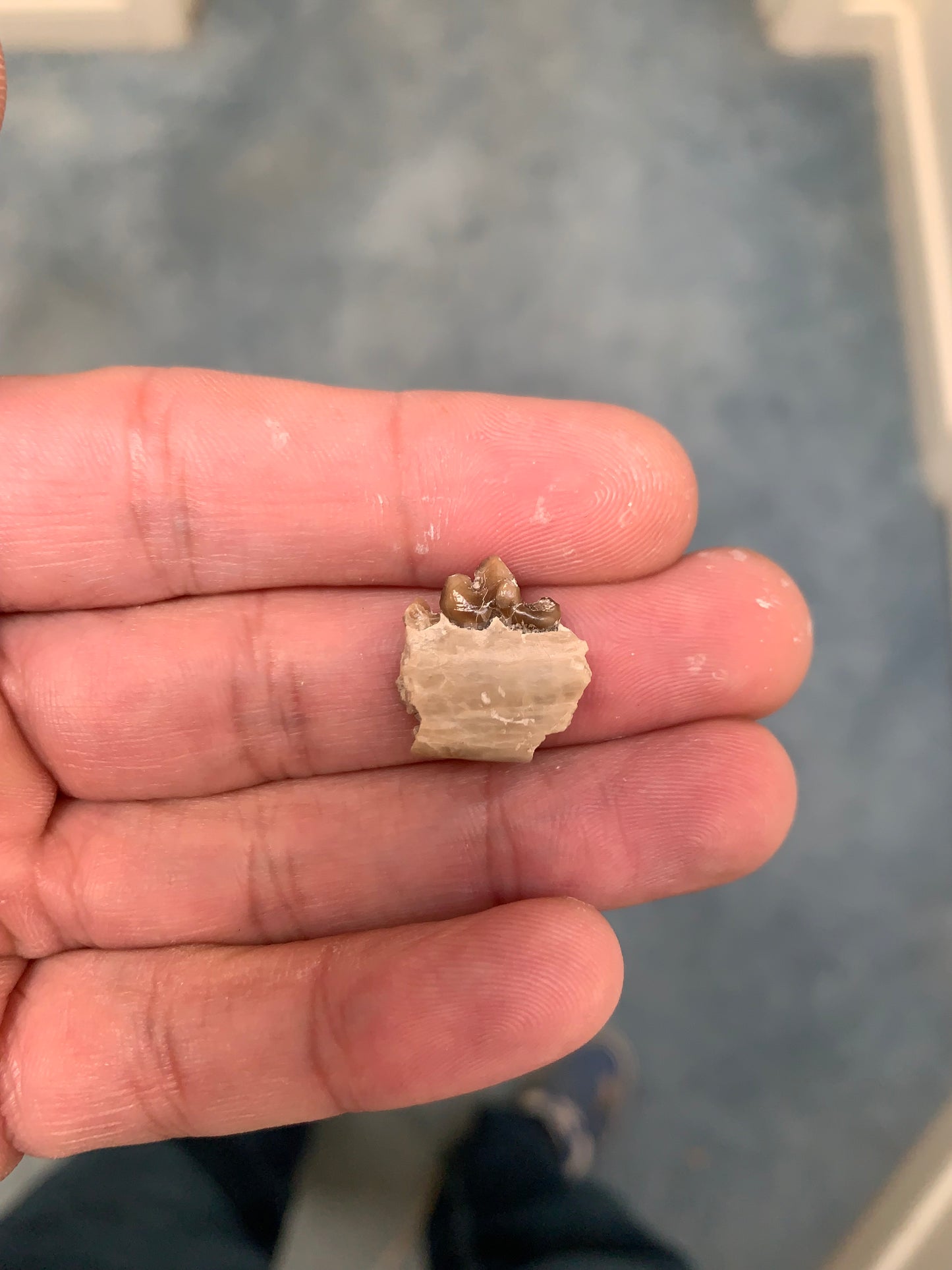 Large Fossil Lower Oreodont Jaw, Merycoidodon, White River Badlands