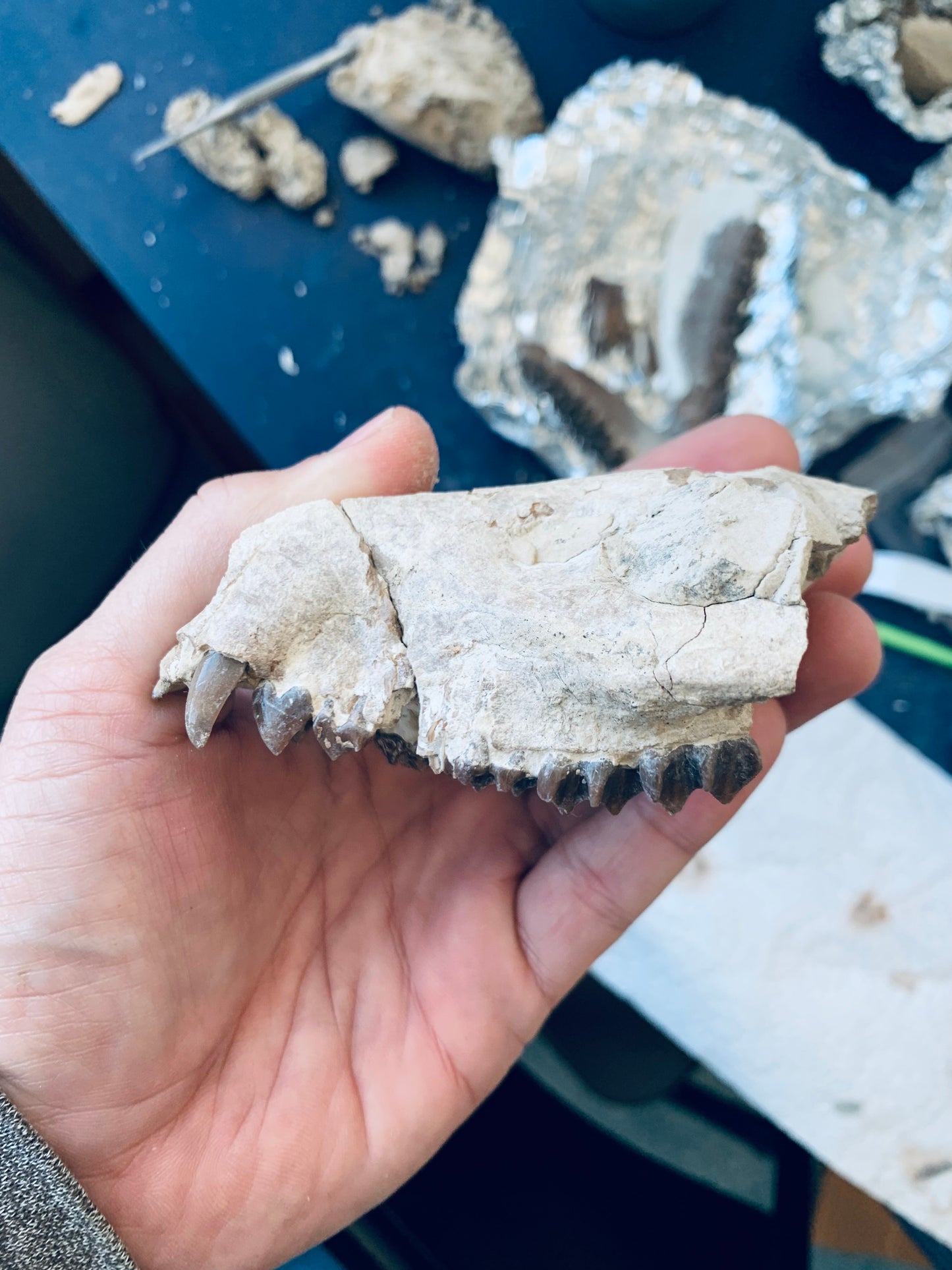 Partial Oreodont Skull with teeth