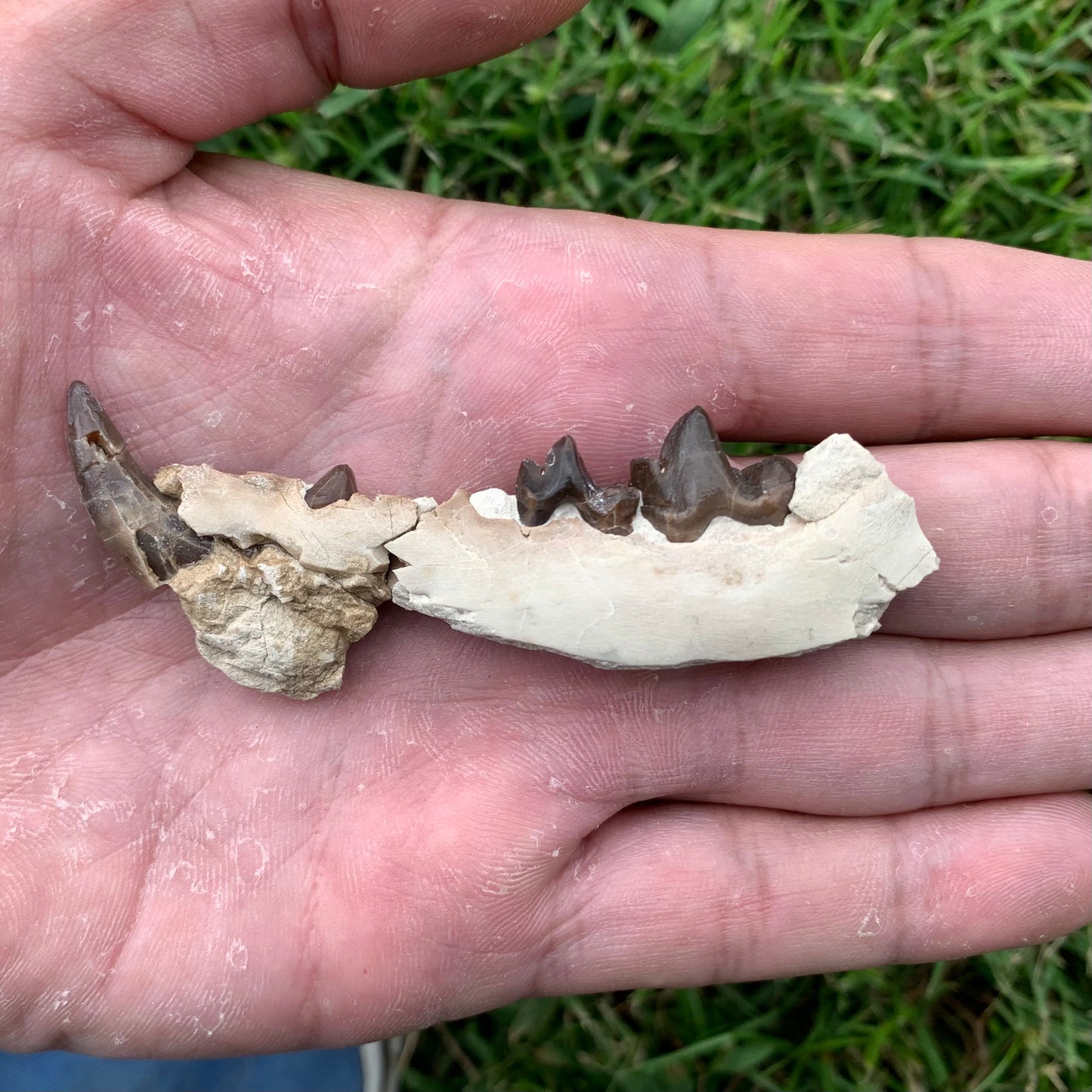 Associated set of Daphoenus lower jaws, brule formation