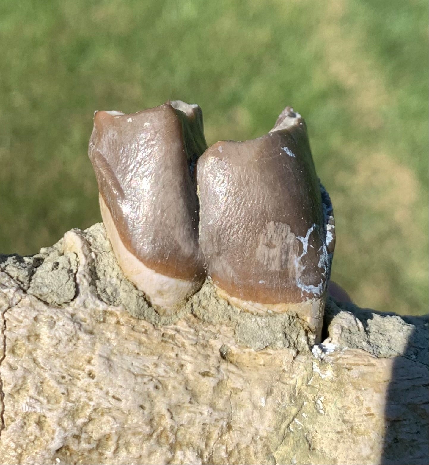 Subhyracodon rhino jaw with tooth