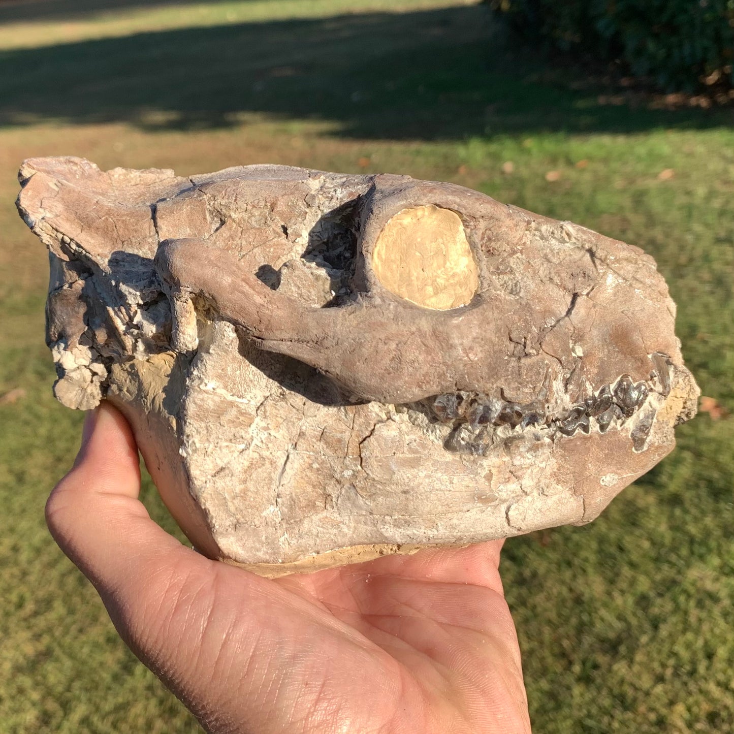 Chocolate Fossil Oreodont Skull, Merycoidodon culbertsoni, White River Badlands