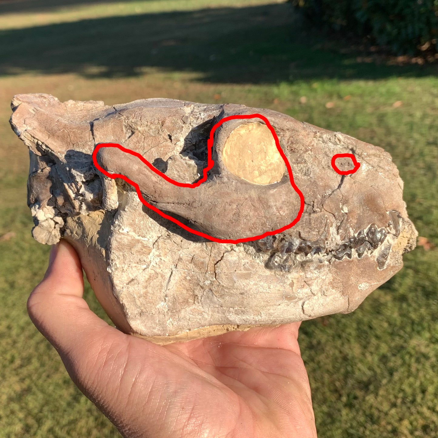 Chocolate Fossil Oreodont Skull, Merycoidodon culbertsoni, White River Badlands