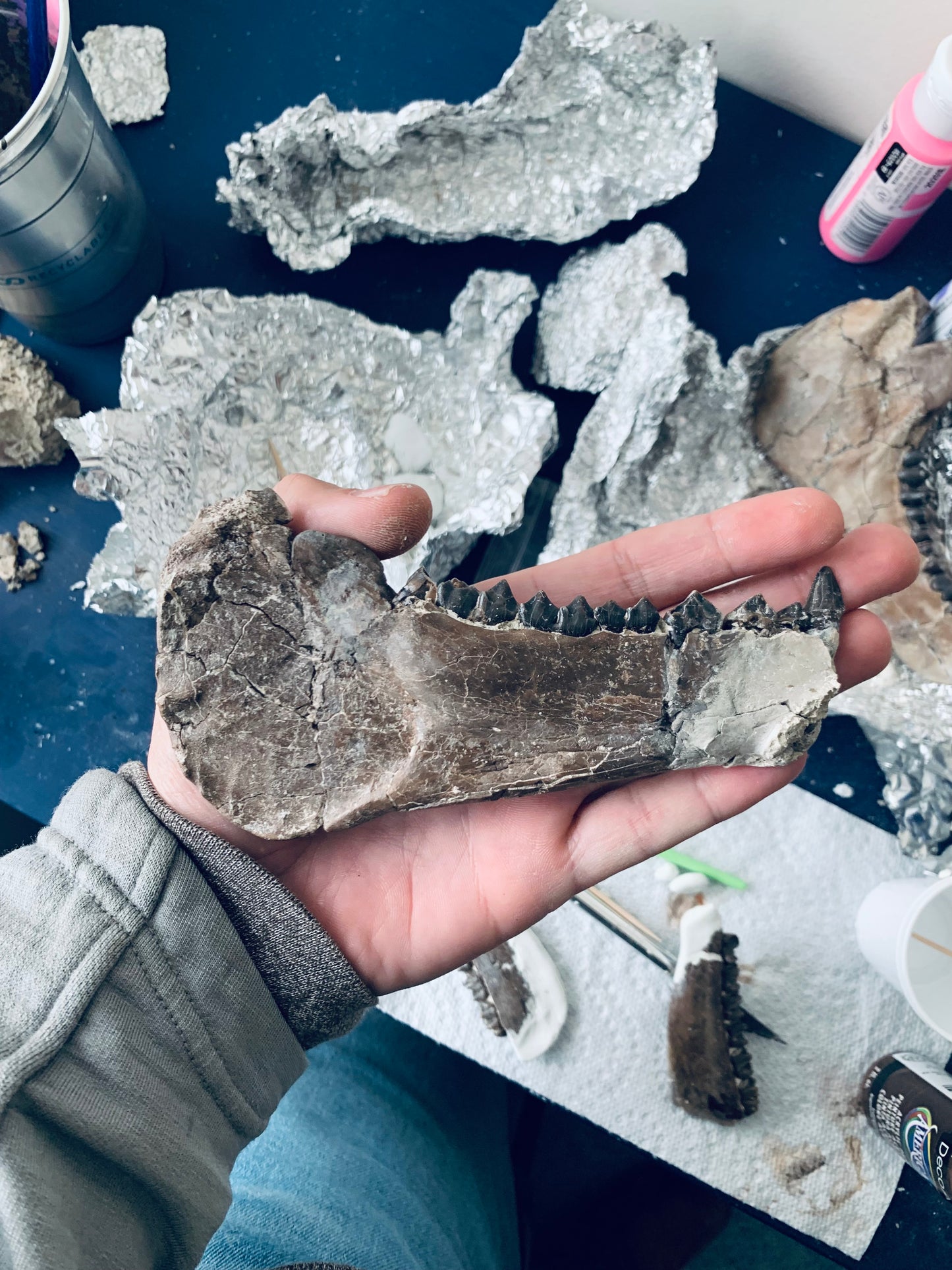 Chocolate Colored Fossil Oreodont Jaw, Merycoidodon, White River Badlands