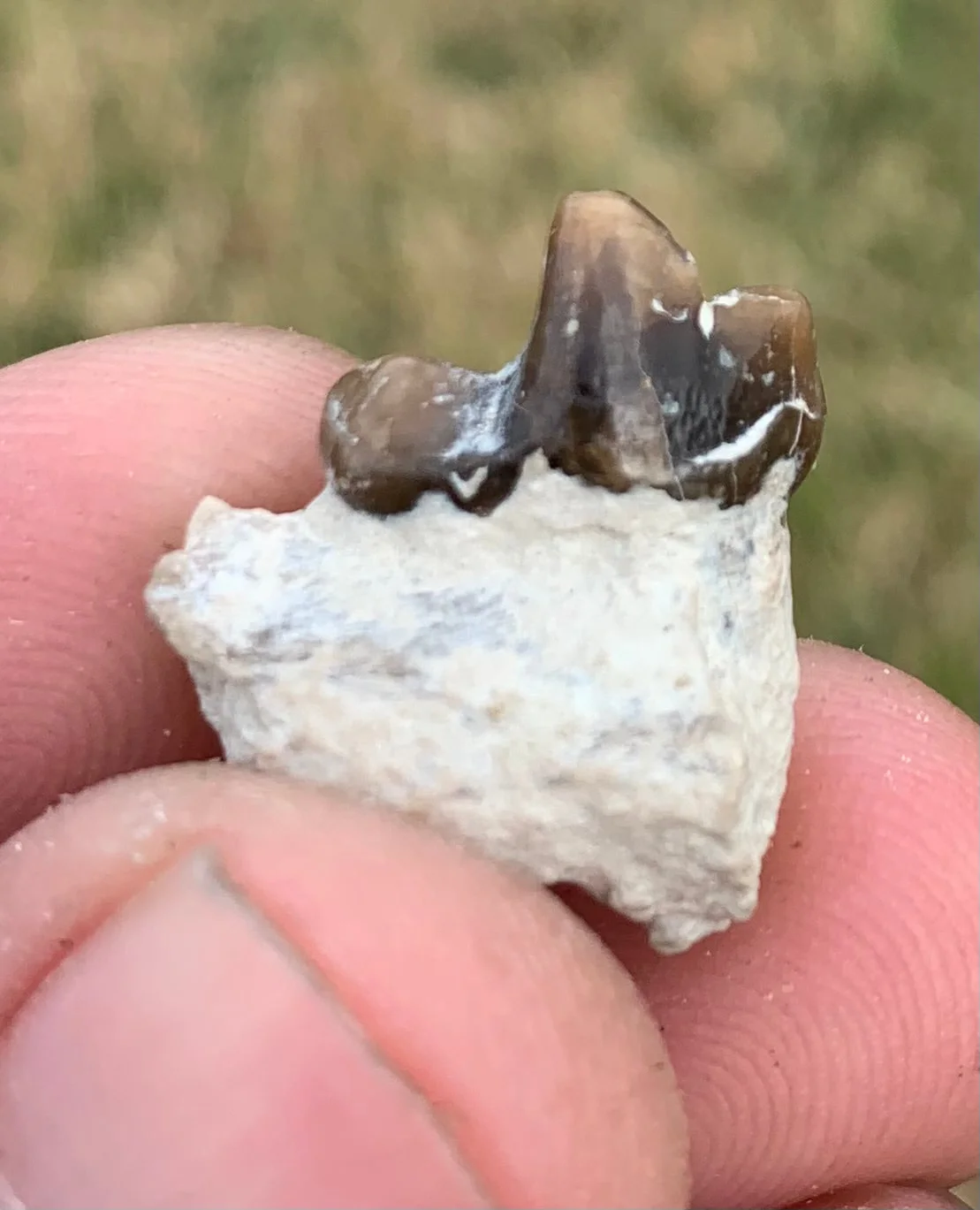 Daphoenus tooth in jaw