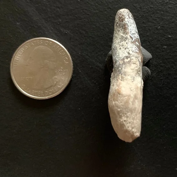 Archaeotherium Premolar Tooth