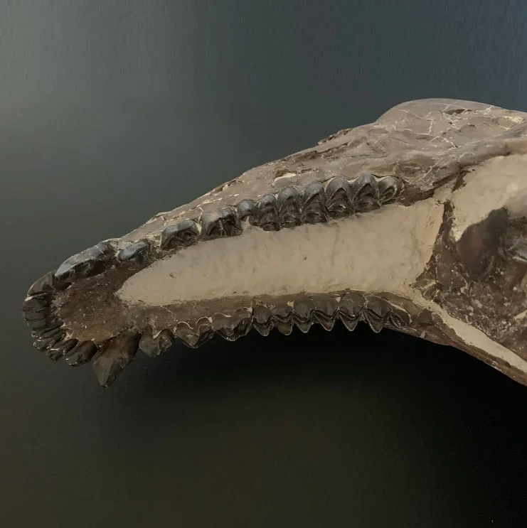 Oreodont skull