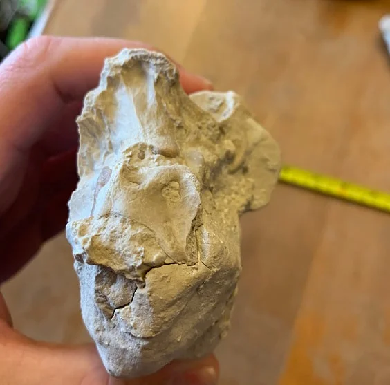 Small white Oreodont skull