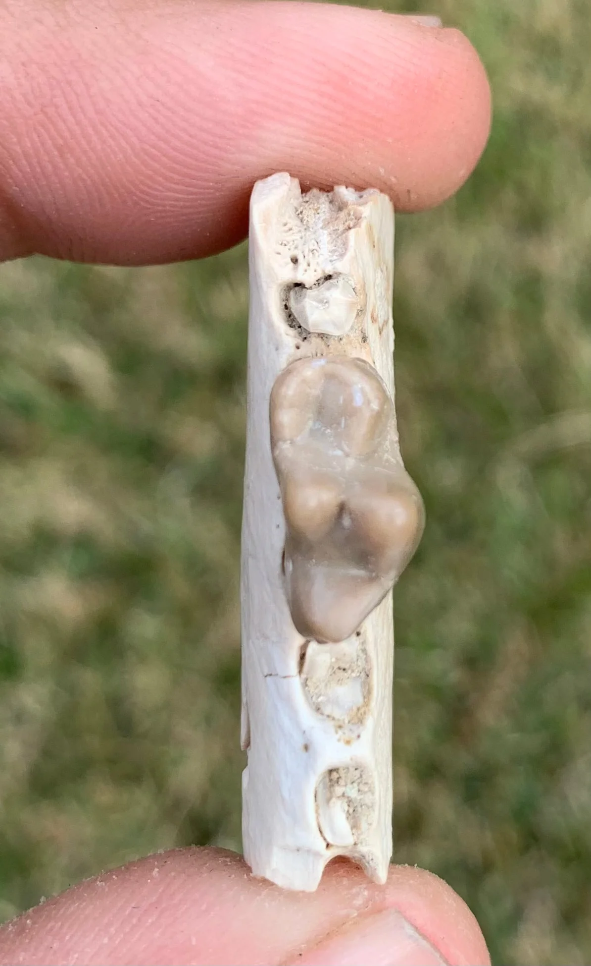 Daphoenus jaw with tooth, bear dog