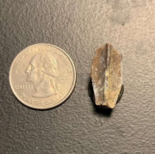 Edmontosaurus Dinosaur Tooth, Hell Creek Formation SD, Hadrosaur, Duck-billed