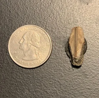 Edmontosaurus Dinosaur Tooth, Hell Creek Formation SD, Hadrosaur, Duck-billed