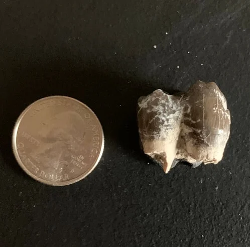 Archaeotherium Molar Tooth