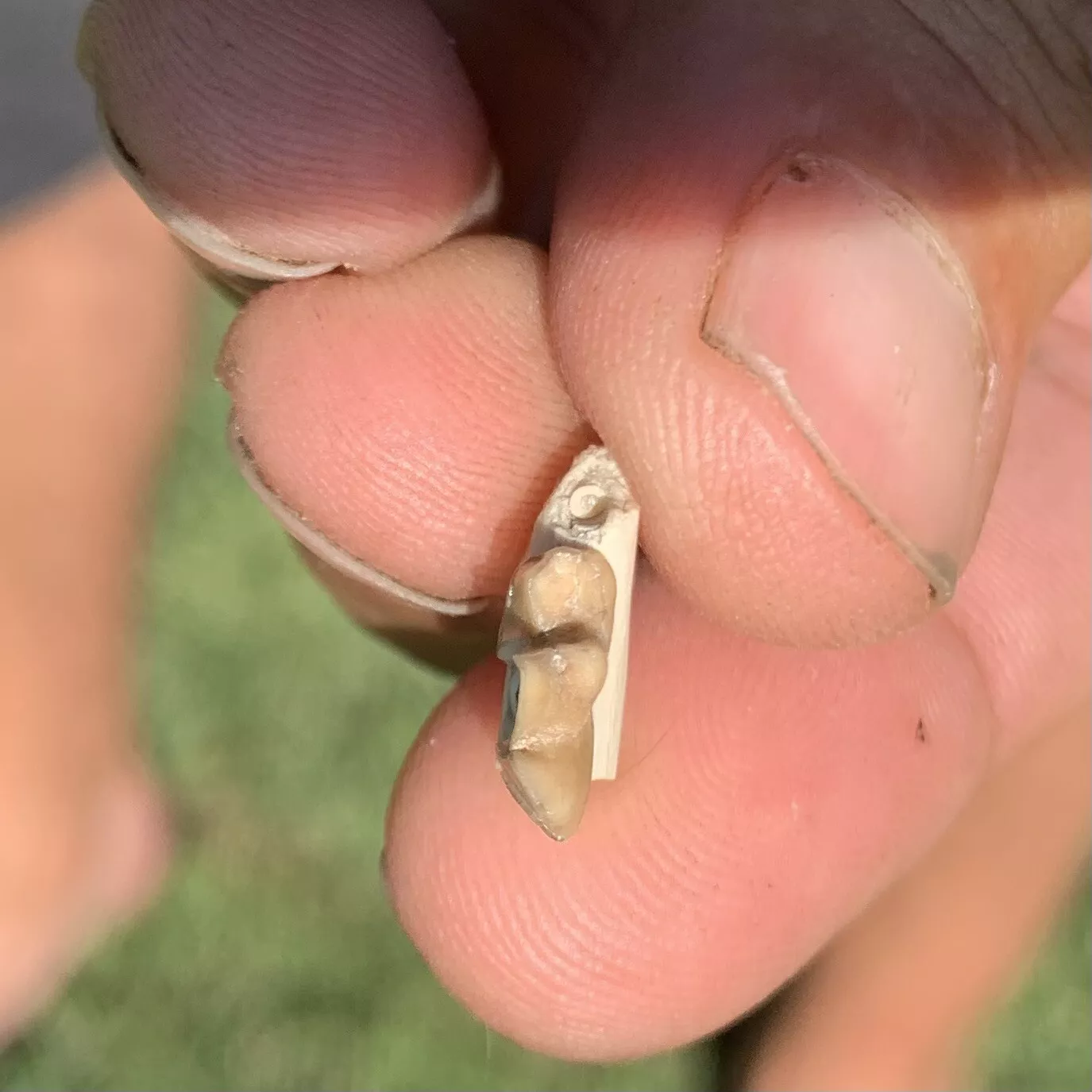 Fossil Dog Jaw With Tooth, Hesperocyon, Nebraska