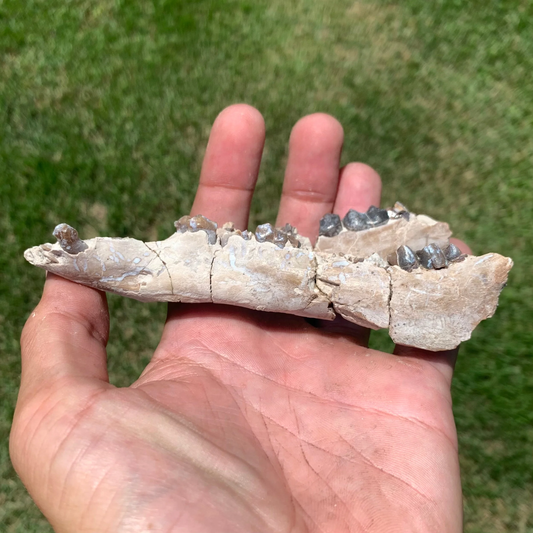 Nice camel jaw, Poebrotherium, Eocene, Chadron Formation Nebraska