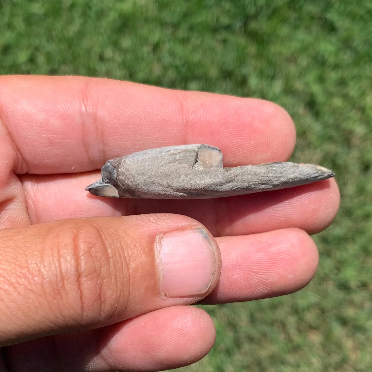 Squalodon whale tooth from the Lee Creek Mine