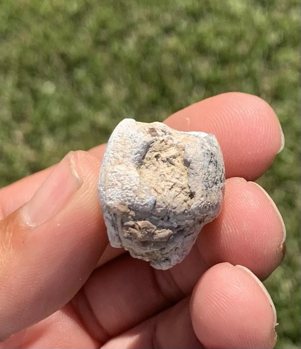 Archaeotheroum Molar, Hell Pig, White River Badlands