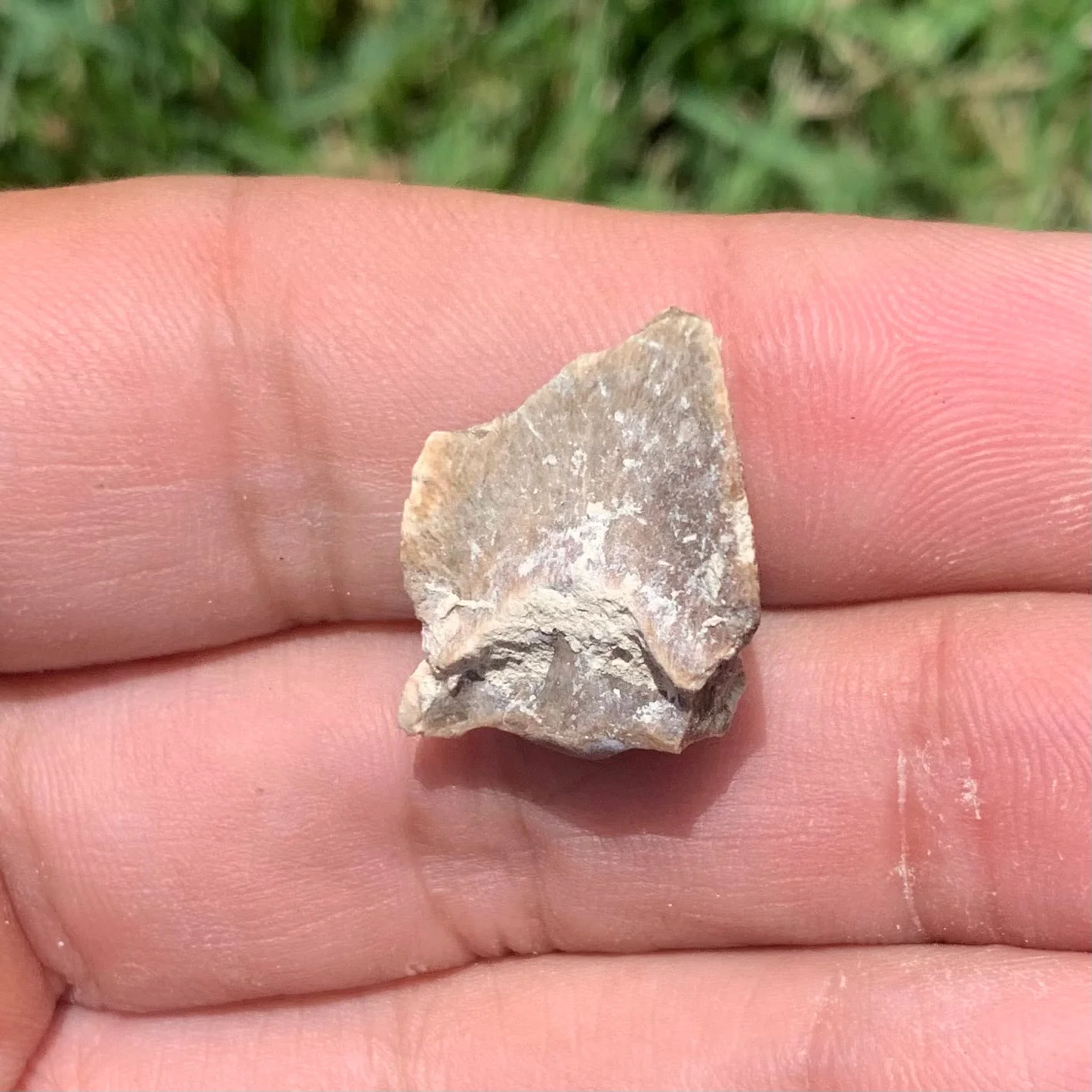 Fossil Horse Hoof, Mesohippus bairdi