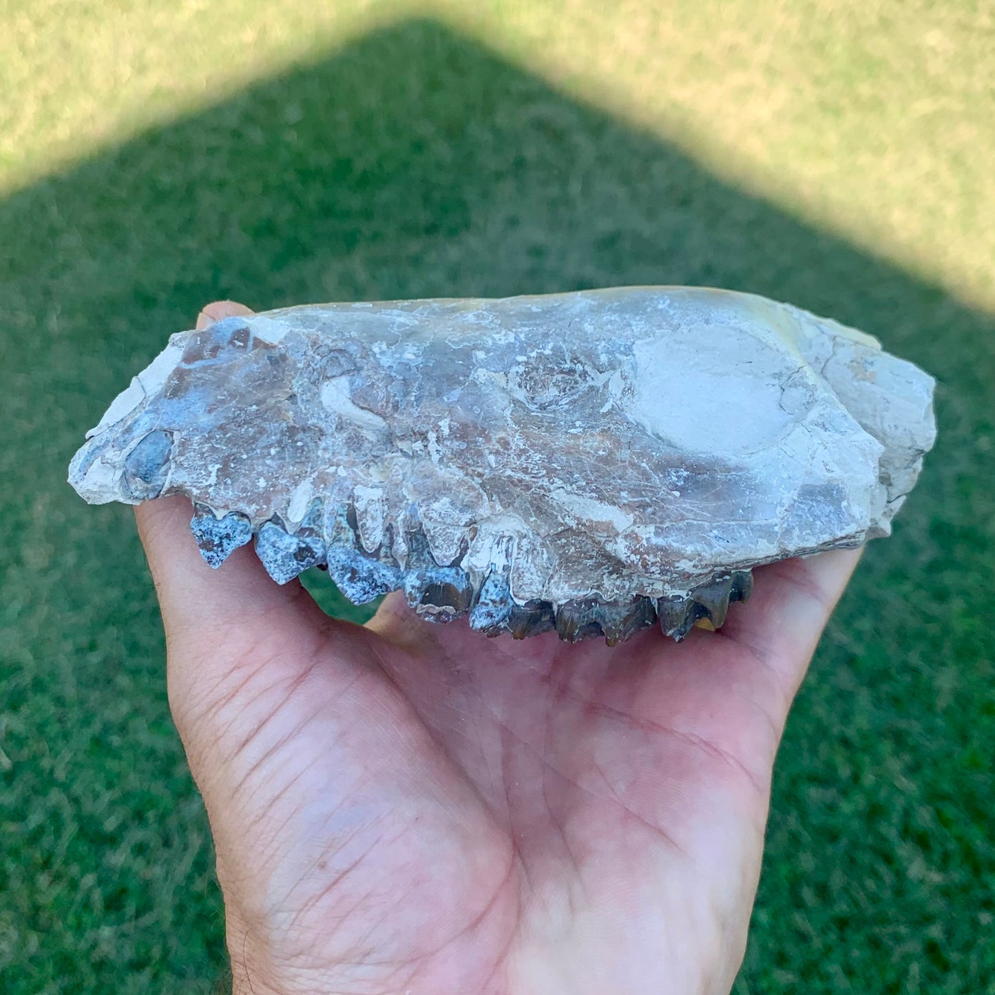 Partial Oreodont Skull