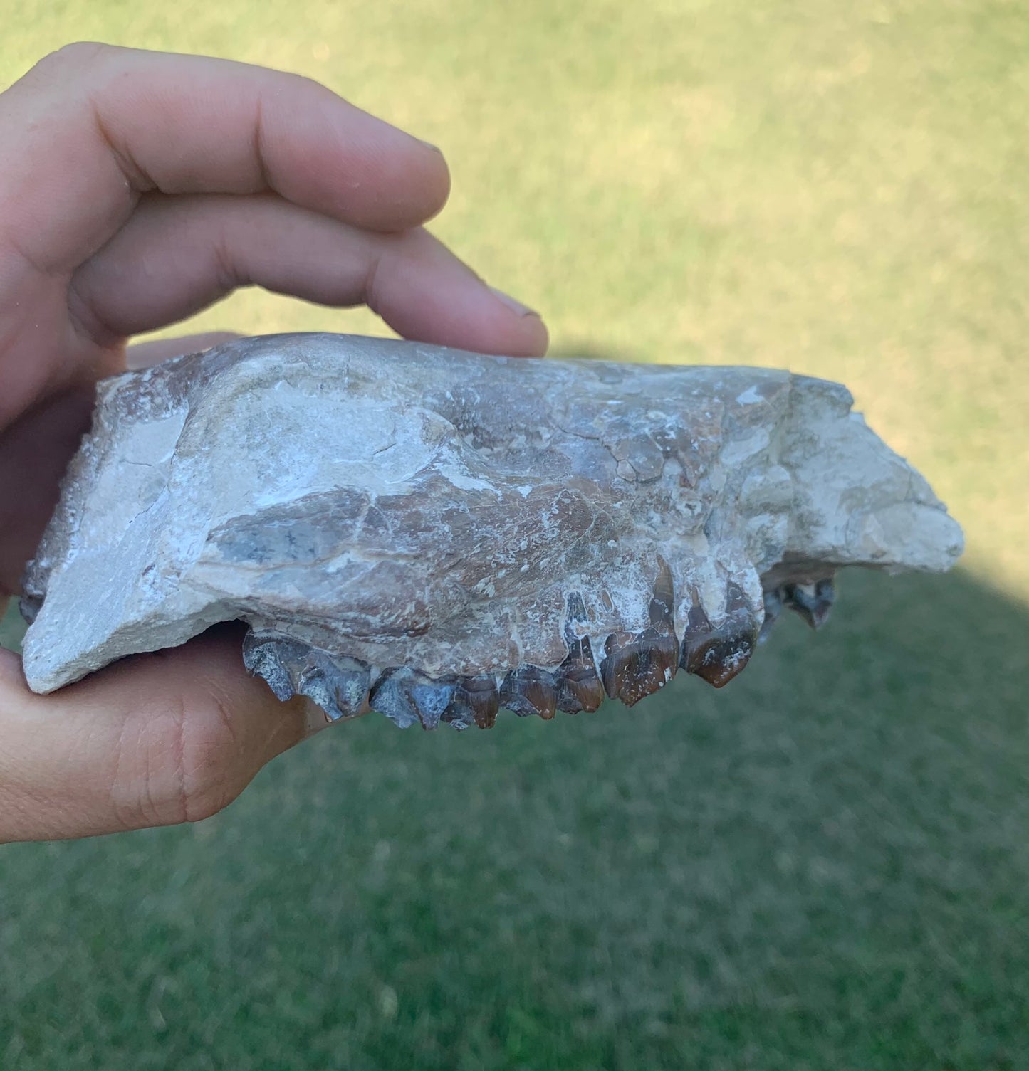 Partial Oreodont Skull