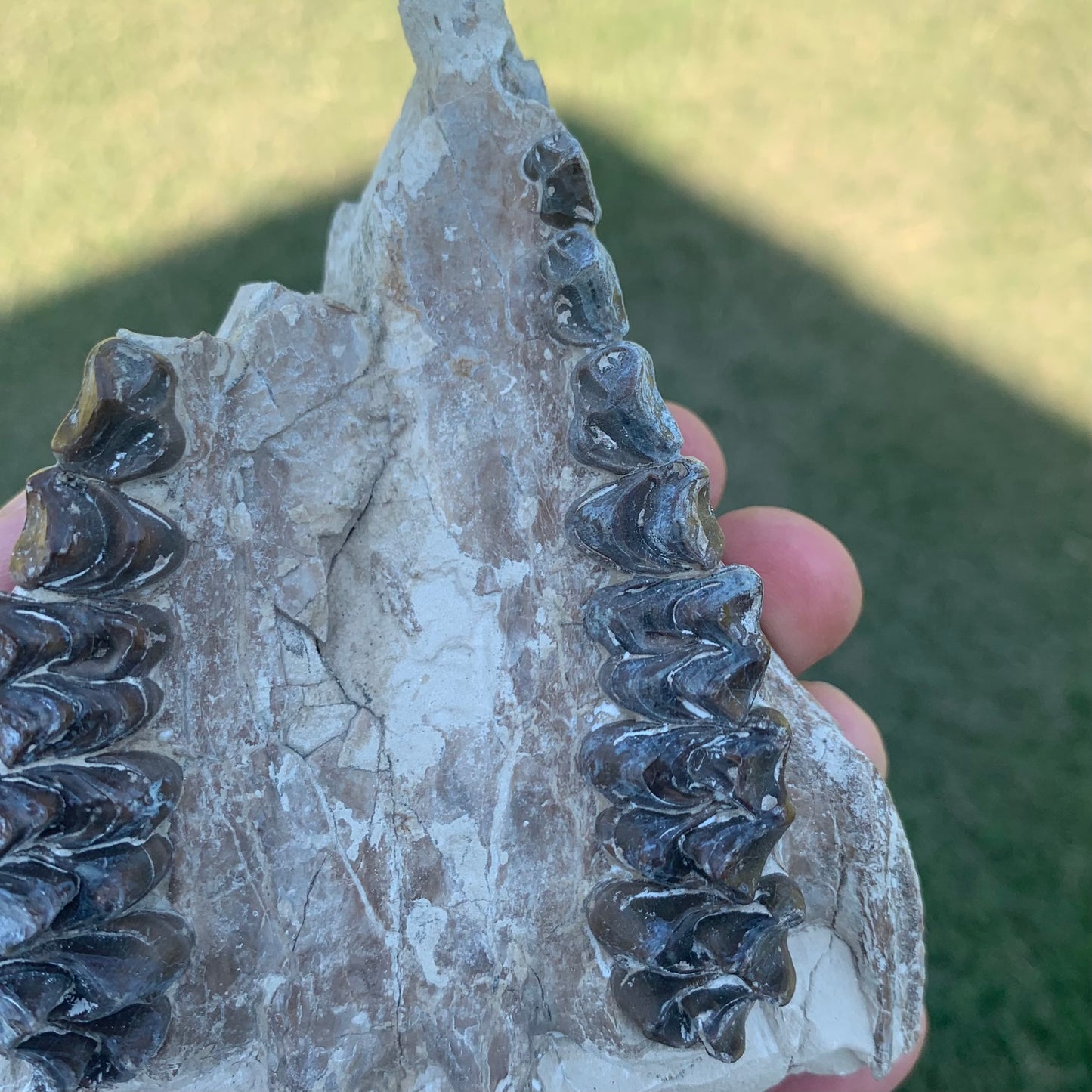 Partial Oreodont Skull