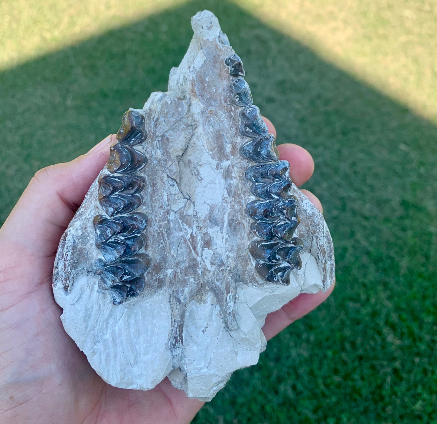 Partial Oreodont Skull