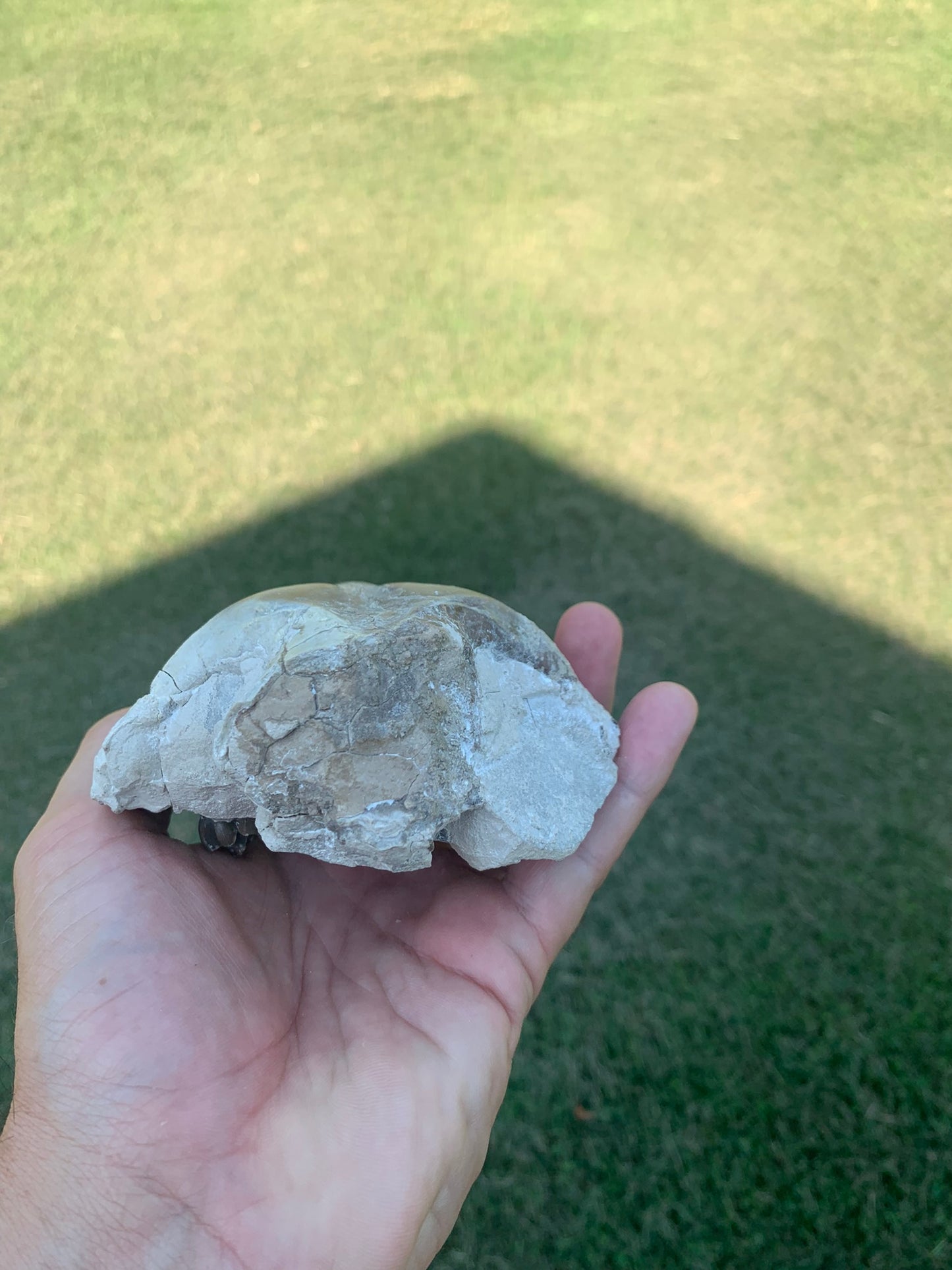 Partial Oreodont Skull