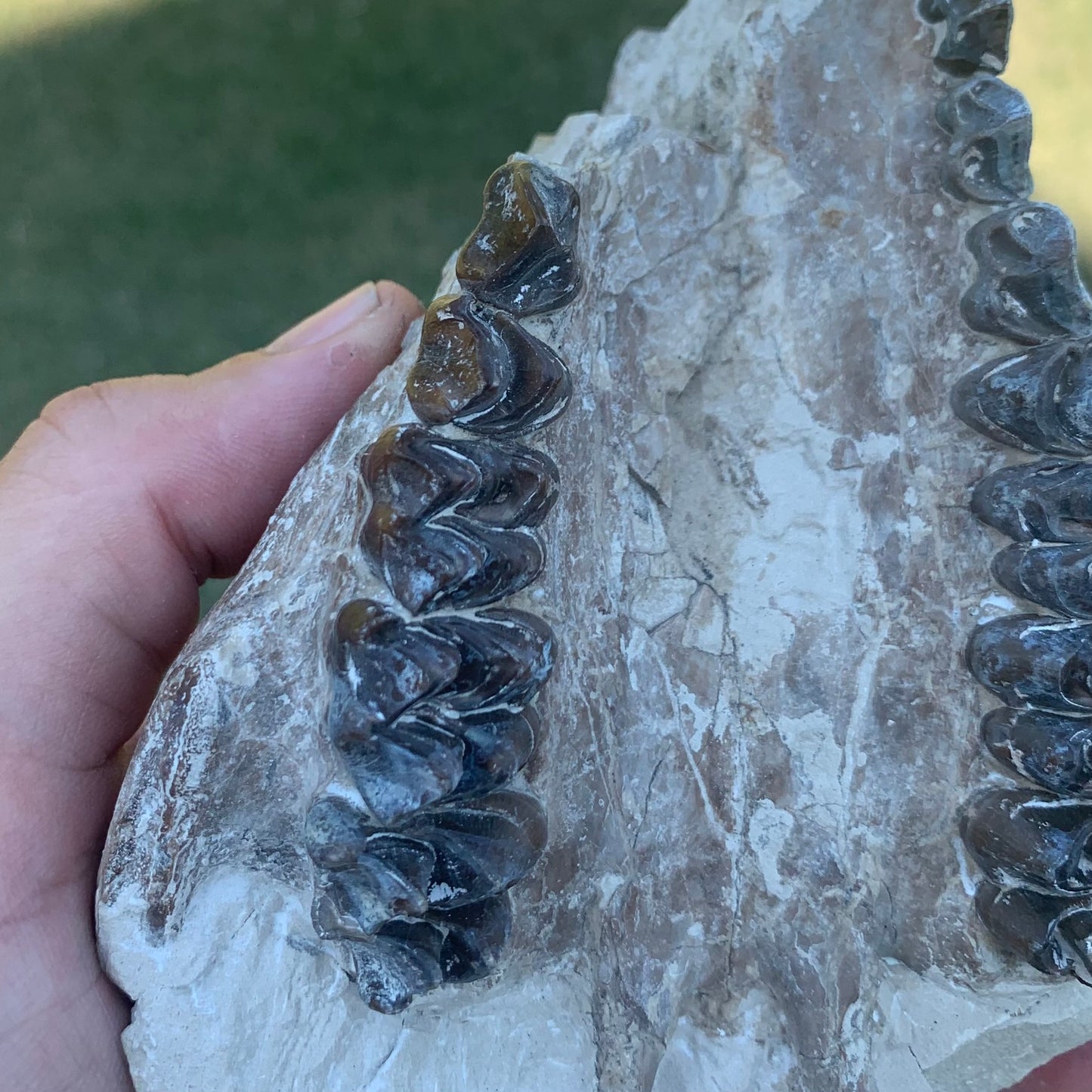 Partial Oreodont Skull