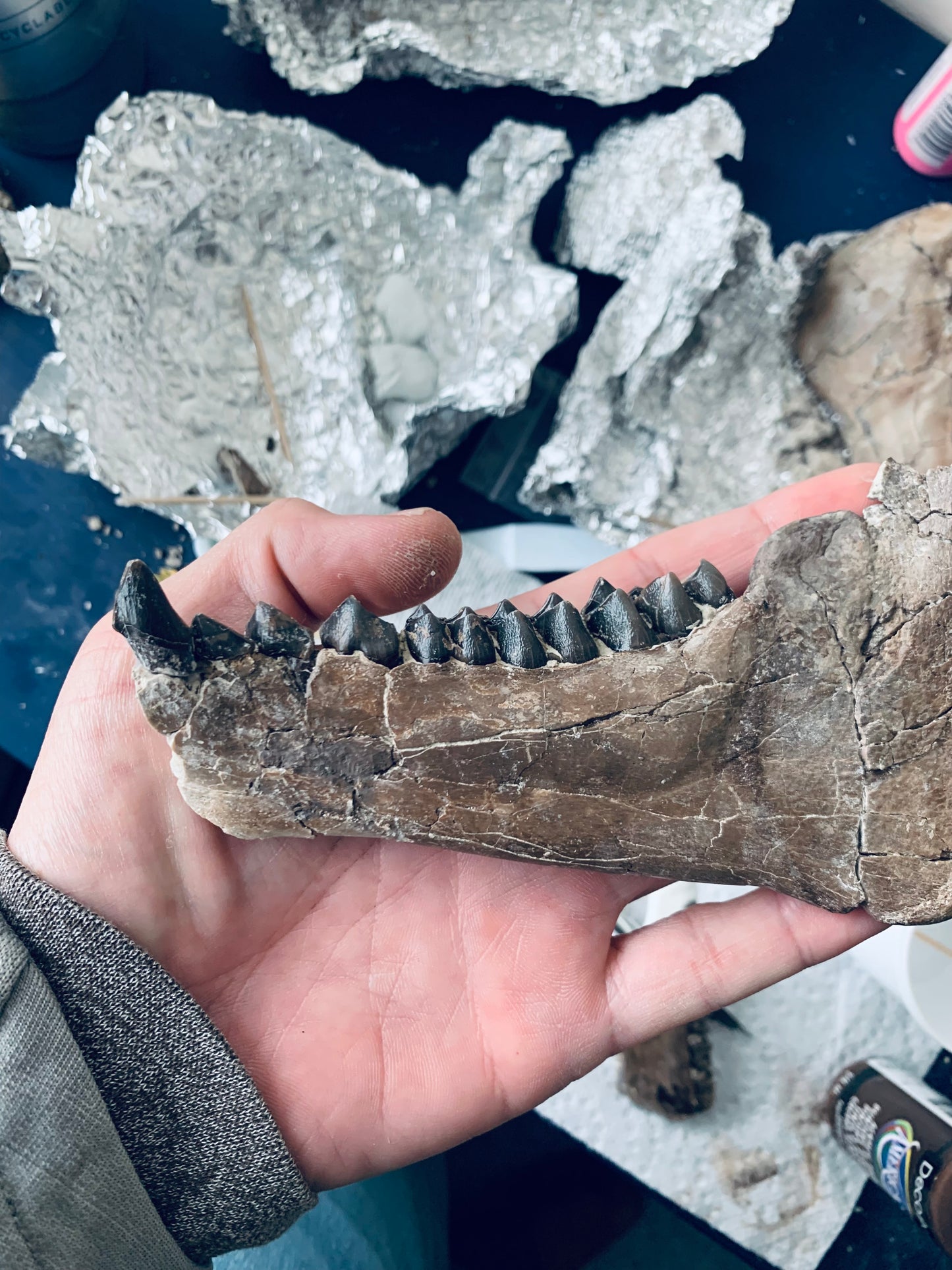 Chocolate Colored Fossil Oreodont Jaw, Merycoidodon, White River Badlands