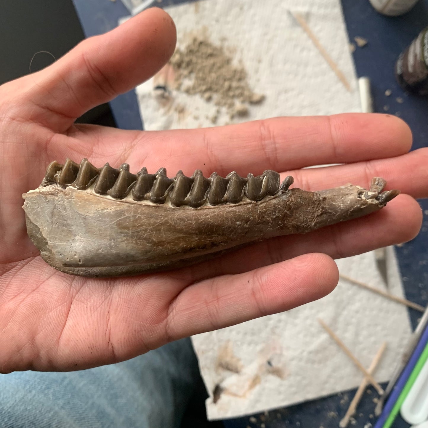 Really Nice Fossil Horse Jaw, Mesohippus