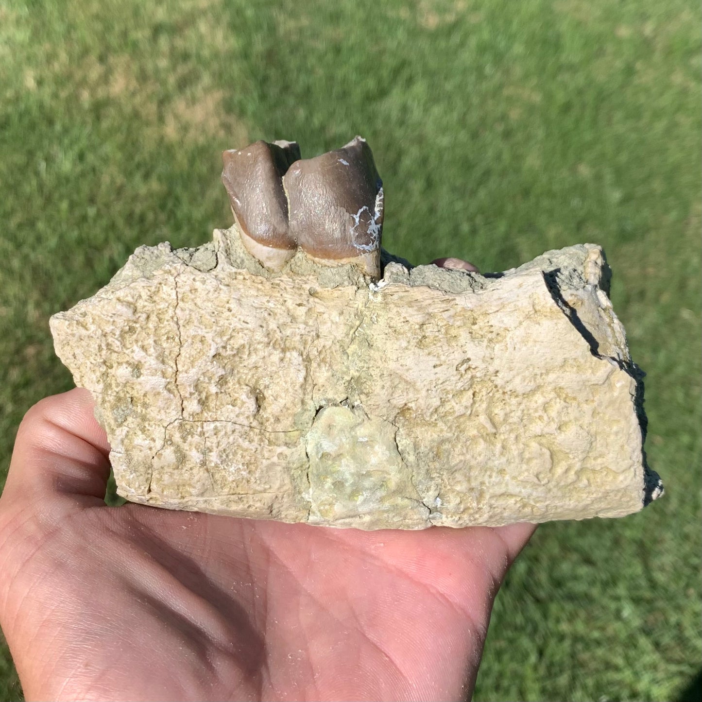 Subhyracodon rhino jaw with tooth