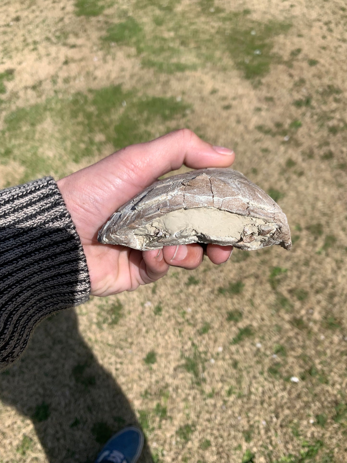 Stylemys Fossil Tortoise, Chadron Formation