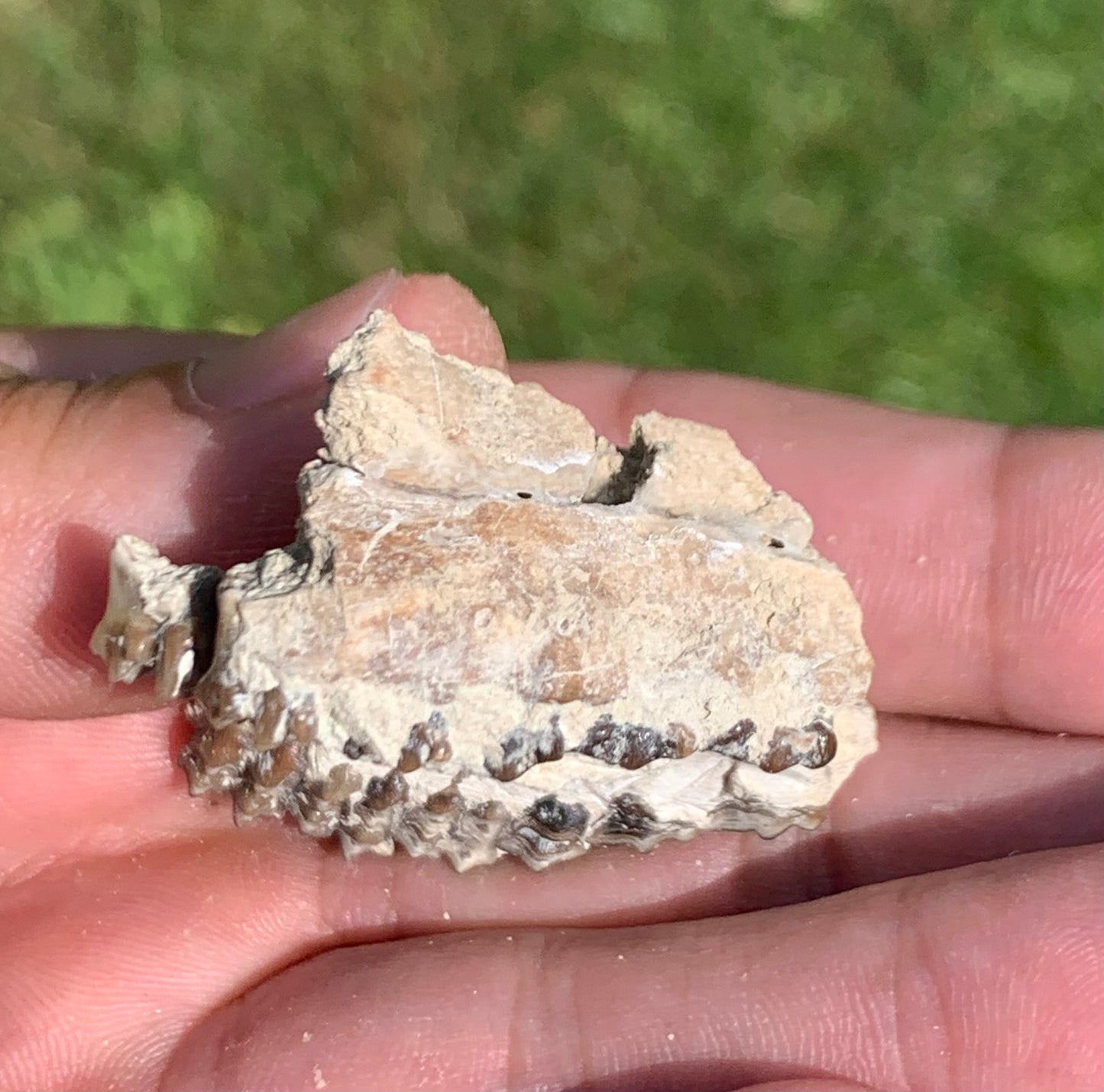 Fossil deer, leptomeryx, upper palate and partial lower jaw