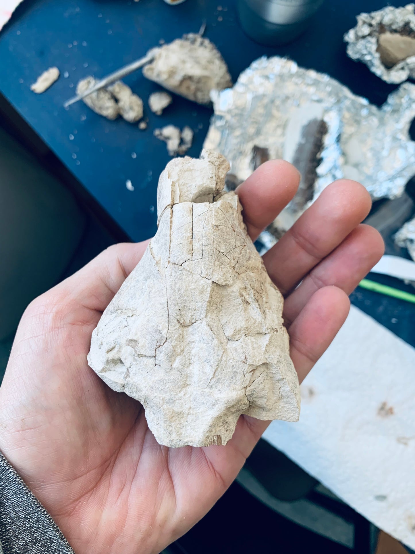 Partial Oreodont Skull with teeth