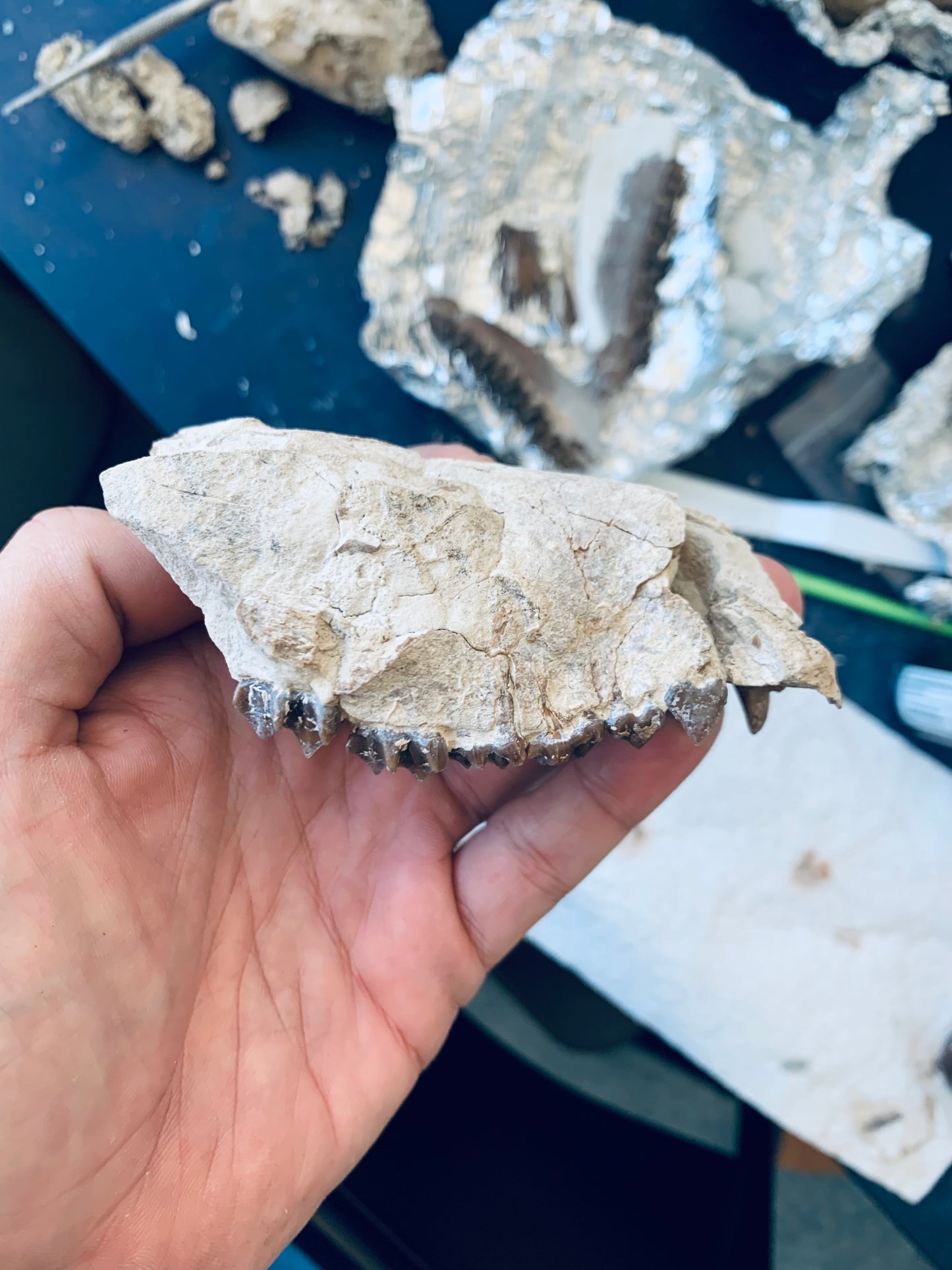 Partial Oreodont Skull with teeth