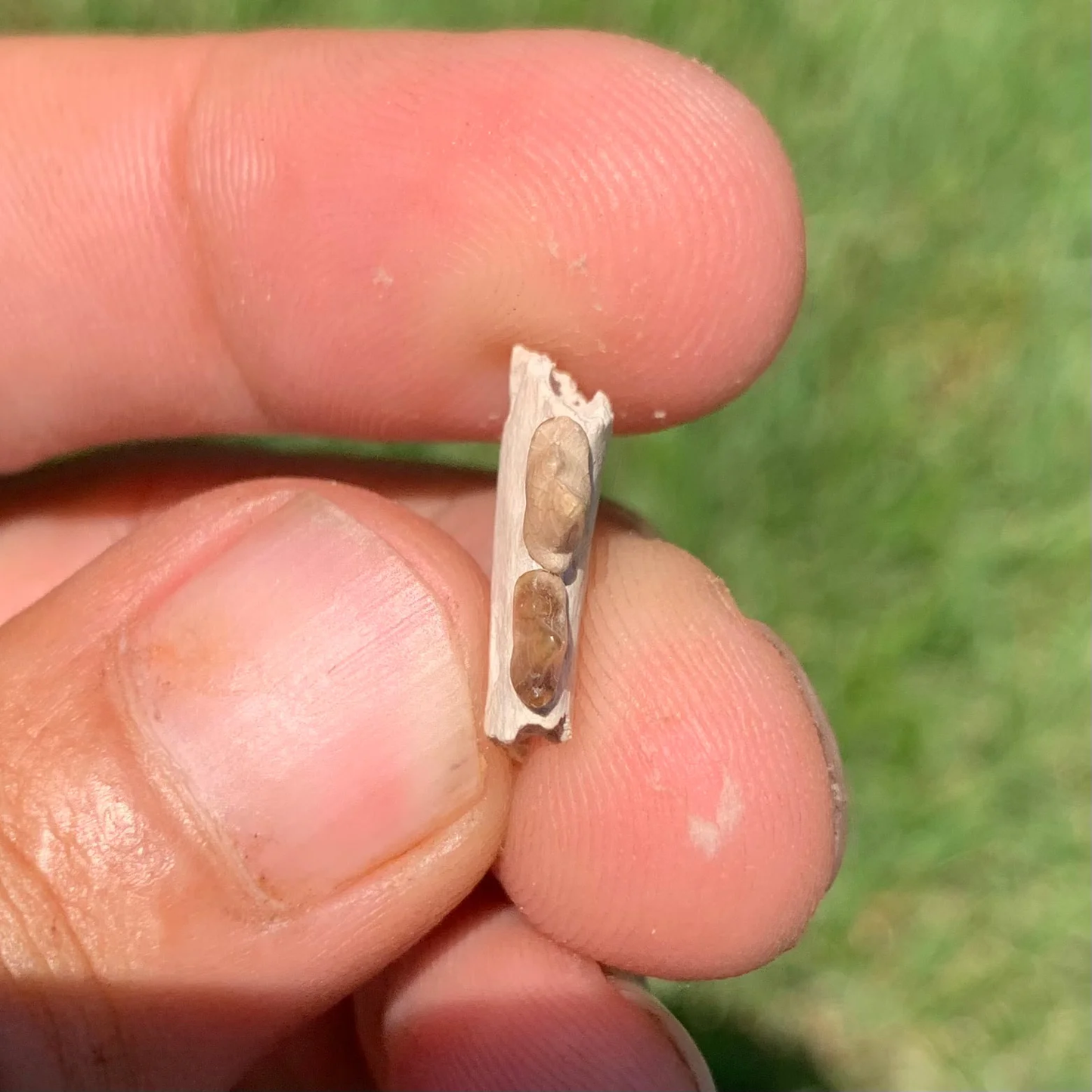 Fossil Dog Jaw, Hesperocyon, Nebraska