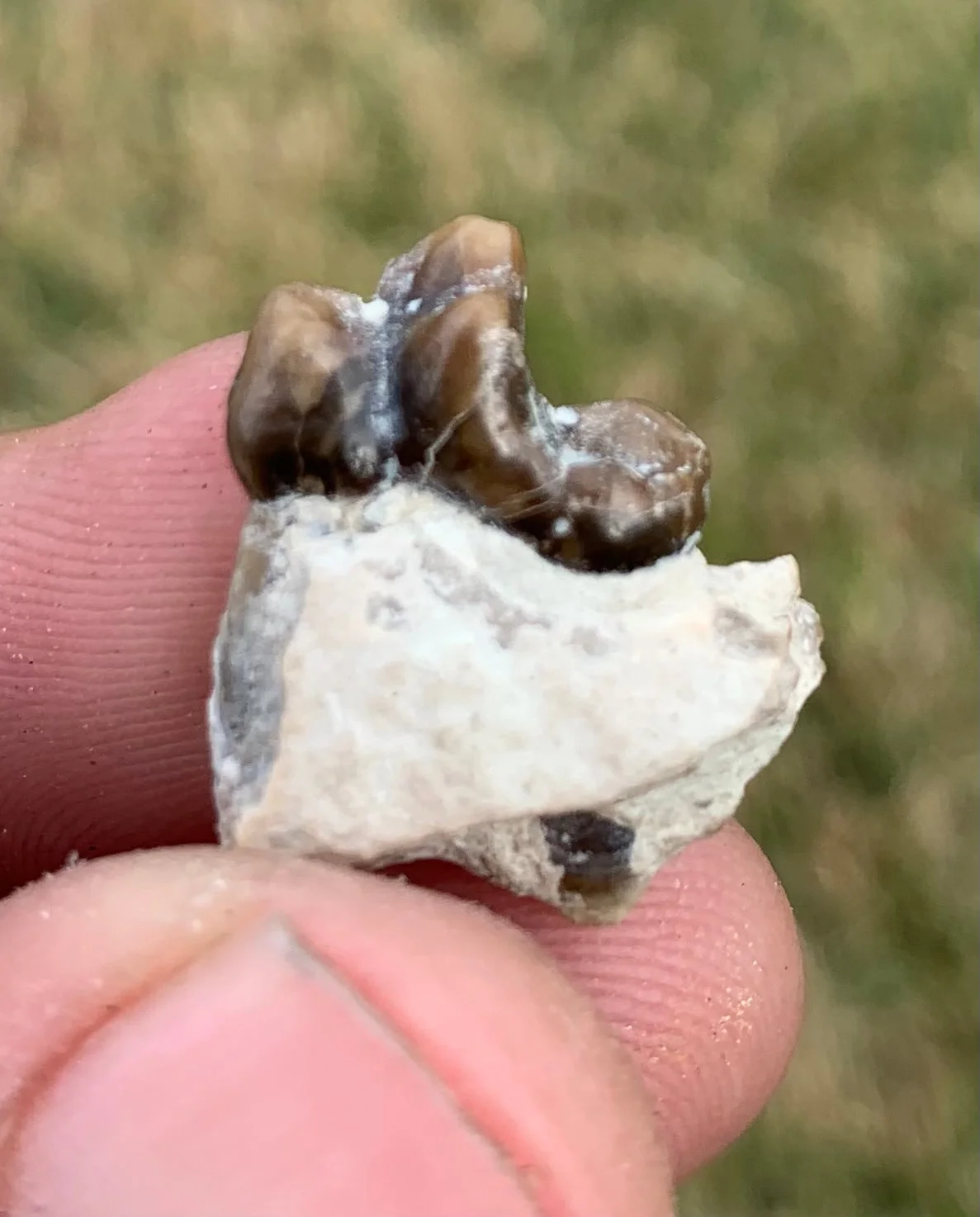 Daphoenus tooth in jaw