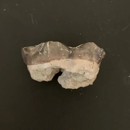 Titanothere Tooth